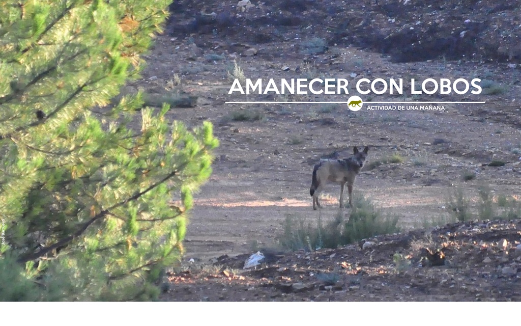 DESDE LA CUNA DEL LOBO