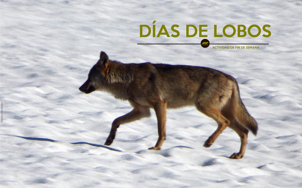 DÍAS DE LOBOS