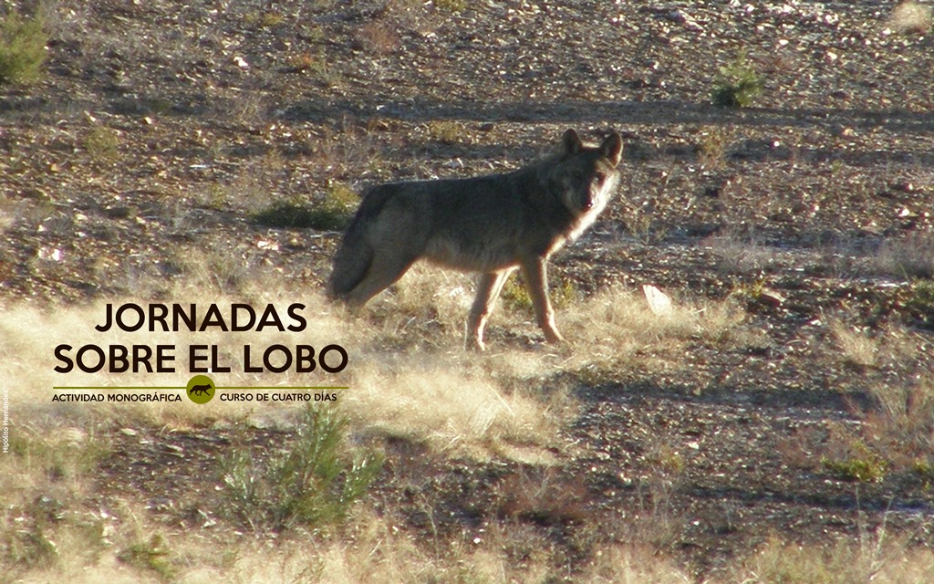 EN LA BOCA DEL LOBO