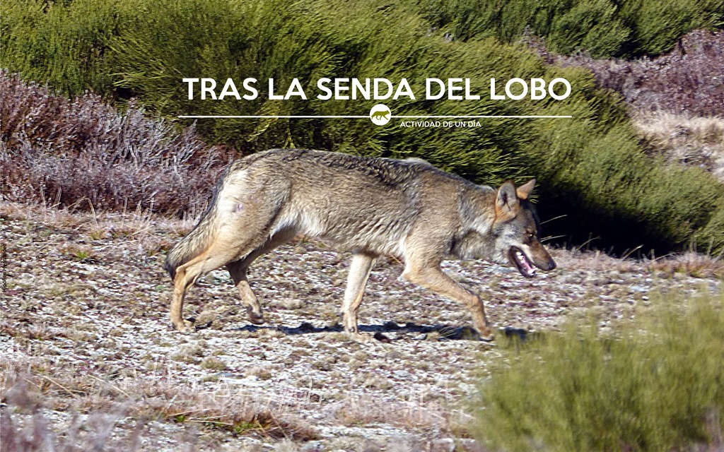 TRAS LA SENDA DEL LOBO