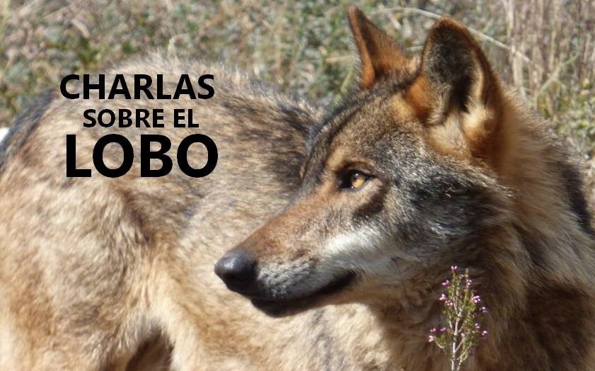 CHARLAS SOBRE EL LOBO