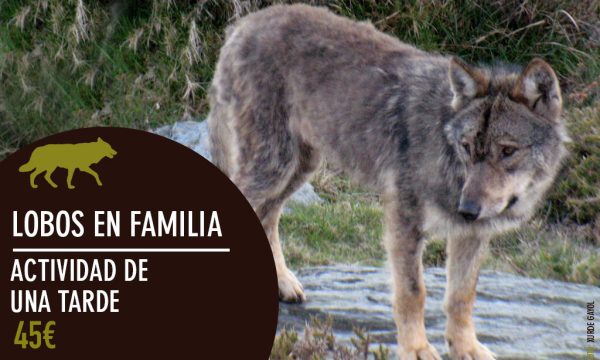 lobos_en_familia