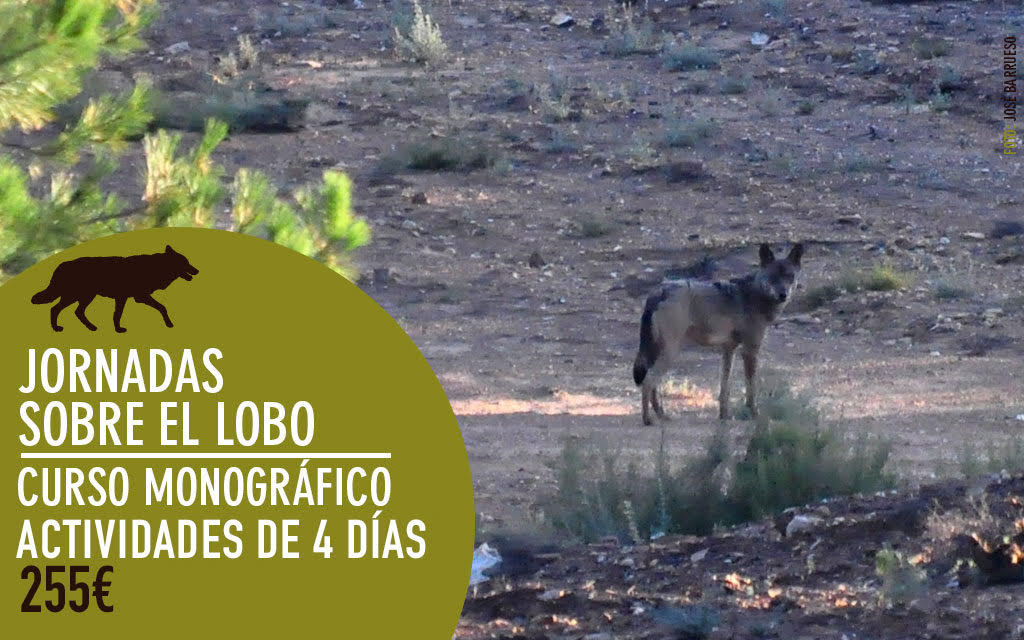 lobo