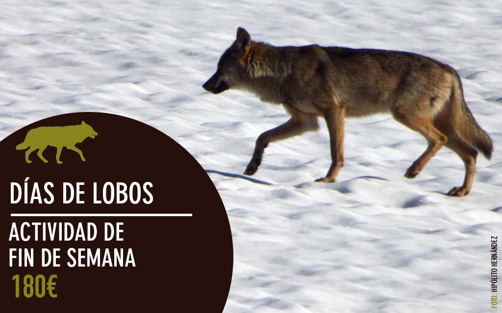 LLobu