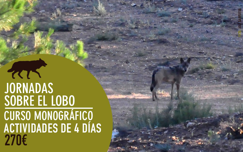 LLobu